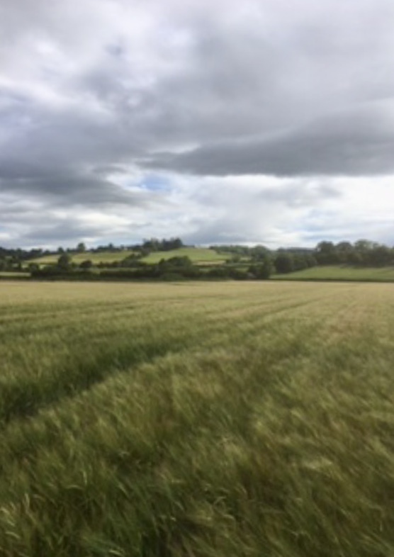 Wilmaston Farm Straw Sale 7th August 2020