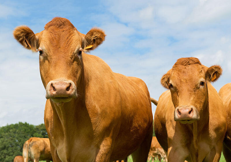 Cattle Sales