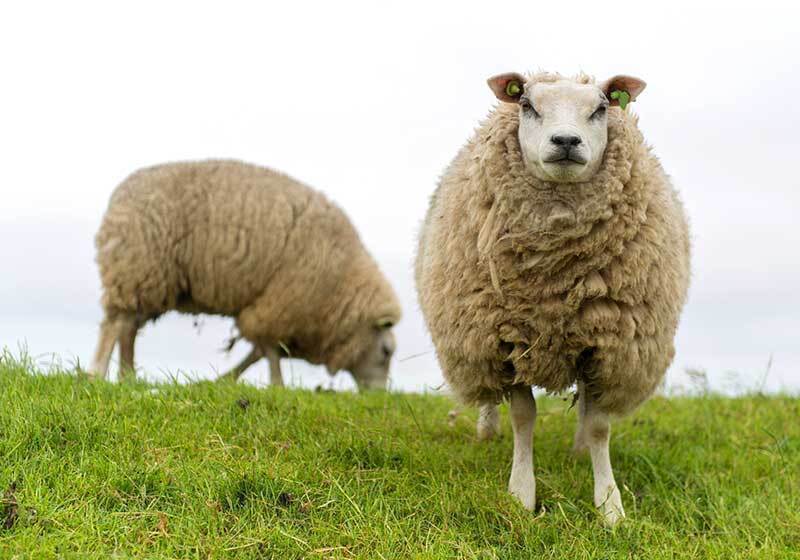 Sheep Sales