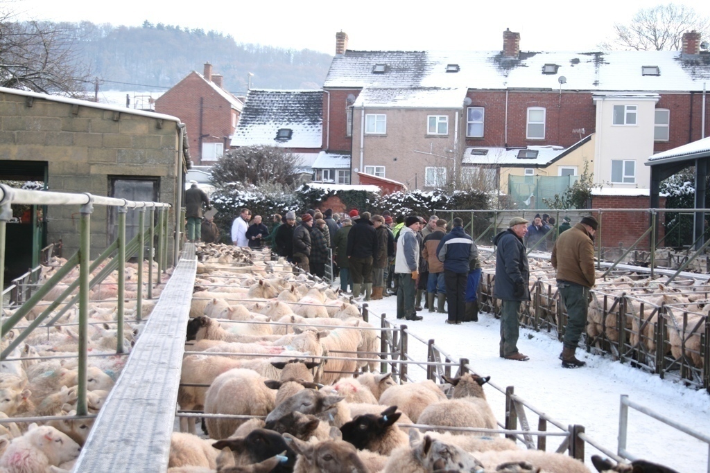 Fatstock 2019