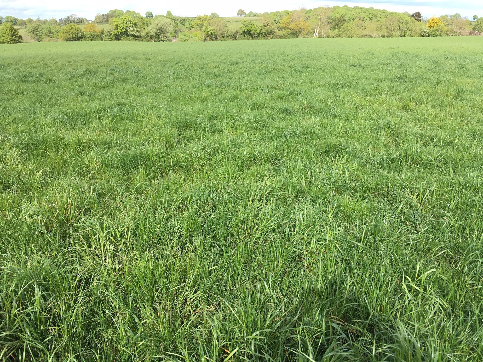 Williams Grass 1