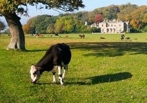 Estate Management